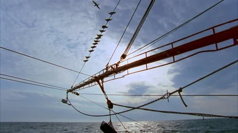 Shrimping Stock Footage 85957866