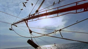 Shrimping Stock Footage 85958053