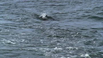 Shrimping Stock Footage 85998573