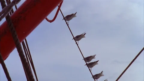 Shrimping Stock Footage 85998851