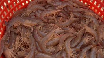 Shrimping Stock Footage 85998908
