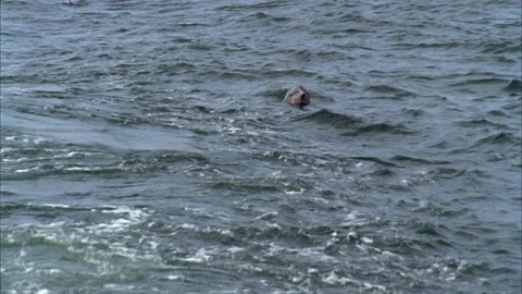 Shrimping Stock Footage 85999294