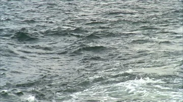 Shrimping Stock Footage 85999407