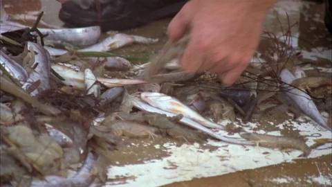 Shrimping Stock Footage 86401889