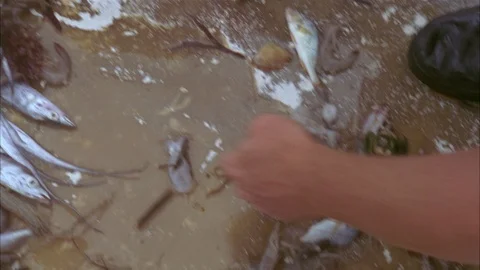 Shrimping Stock Footage 86401902