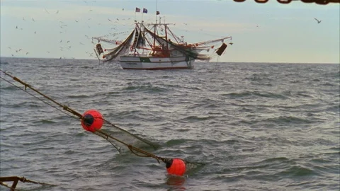 Shrimping Stock Footage 86405638