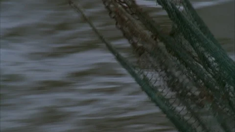 Shrimping Stock Footage 86405824