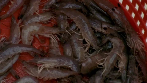 Shrimping Stock Footage 86405891