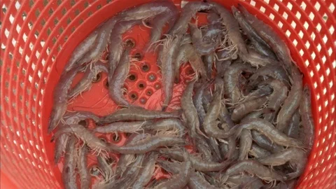 Shrimping Stock Footage 86405925