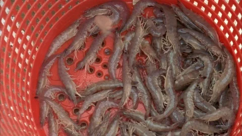 Shrimping Stock Footage 86405943