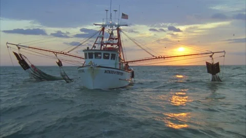 Shrimping Stock Footage 86406390