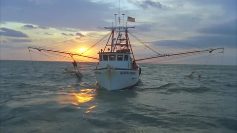 Shrimping Stock Footage 86406400