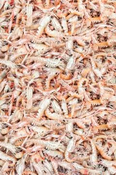 Shrimps background texture Stock Photos