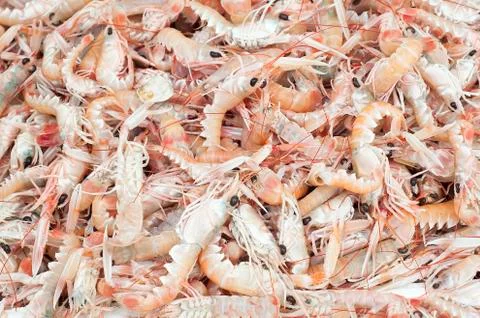 Shrimps background texture Stock Photos
