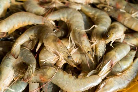 Shrimps in the box Stock Photos