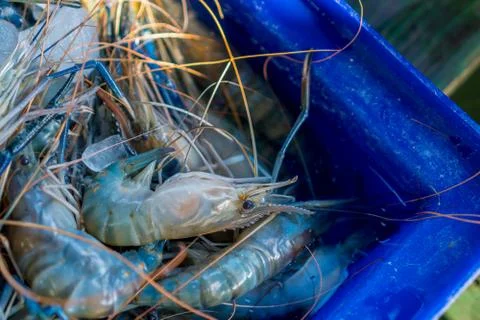 Shrimps in the box 스톡 사진