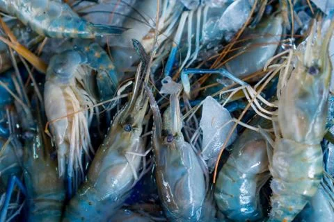 Shrimps in the box 스톡 사진