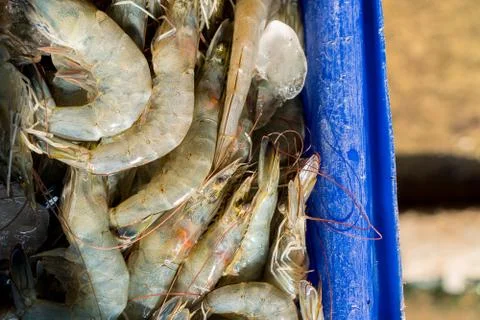 Shrimps in the box 스톡 사진