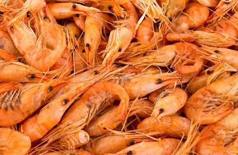 Shrimps close-up as a background Stock Photos
