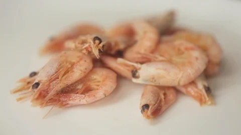 Shrimps Stock Footage 101098371
