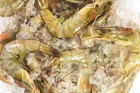 Shrimps on ice Stock Photos