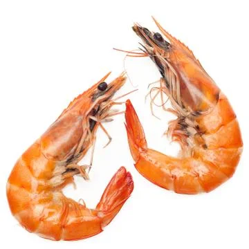 Shrimps isolated Stock Photos