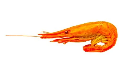Shrimps isolated Stock Photos