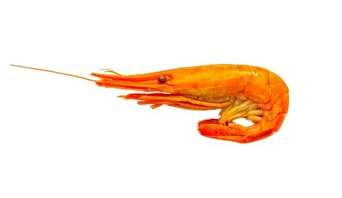 Shrimps isolated Stock Photos