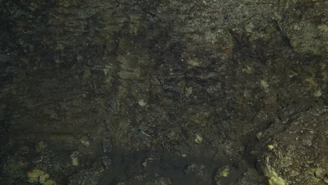Shrimps move on the wall of the cave, Ustica, Mediterranean sea Stock Footage 127615714