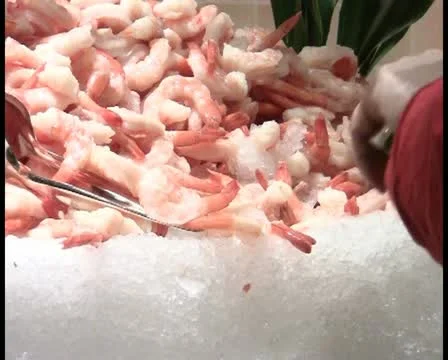 Shrimps - PAL Stock Footage 12070670