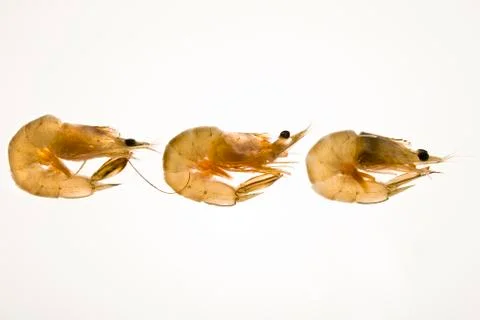Shrimps Stock Photos