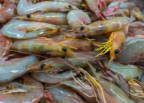 Shrimps Stock Photos