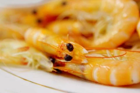 Shrimps Stock Photos