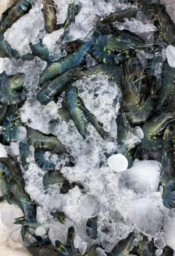 Shrimps Stock Photos