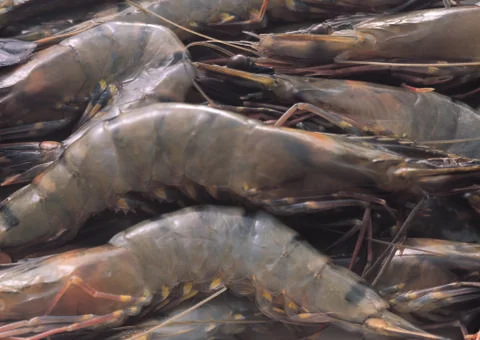 Shrimps Stock Photos