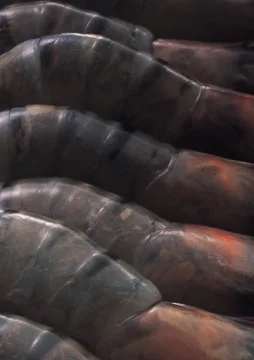 Shrimps Stock Photos