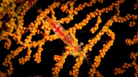 Shrimps Stock Photos