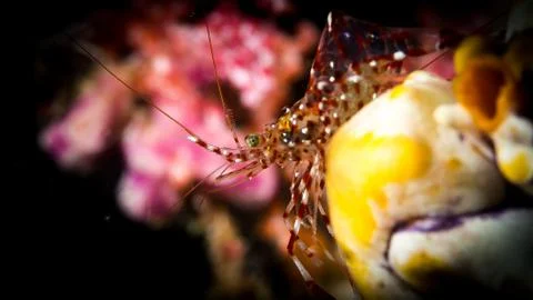 Shrimps Stock Photos