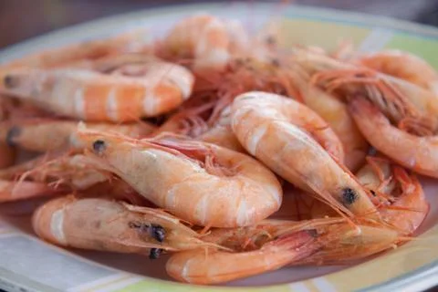 Shrimps Stock Photos