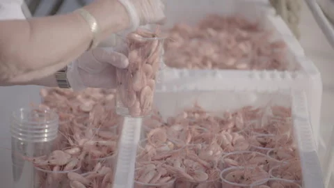 Shrimps put in a plastic cup 스톡 동영상 326063810