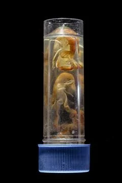 SHRIMPS sample Stock Photos