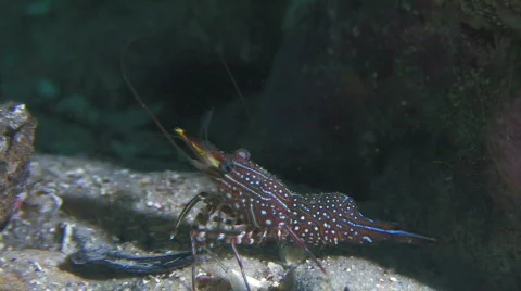 Shrimps under an overhang Stock Footage 452730
