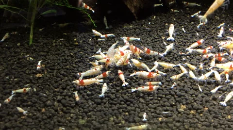 Shrimptank Crystalred Video stock 35918306