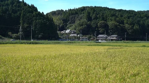Shrine, Nara in Japan. Stock Footage 115877057