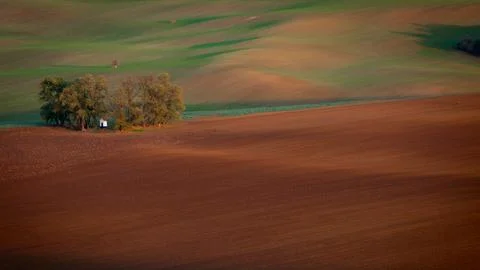 A shrine standing in a grove in the fields Foto stock