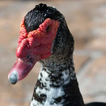 Shrinking head Stock Photos