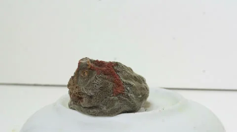 Shrinking peach 1 reverse Stock Footage 24876141