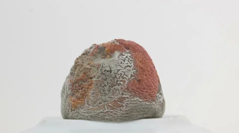 Shrinking peach 2 reverse Stock Footage 24876081