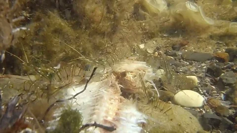 Shripms eat fish Stock-Footage 83776031