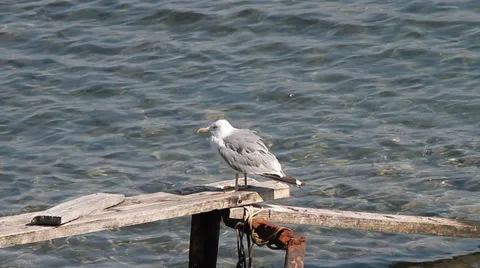 Shrivelling Yellow-legged Gull, Larus michahellis Vidéo 30706769